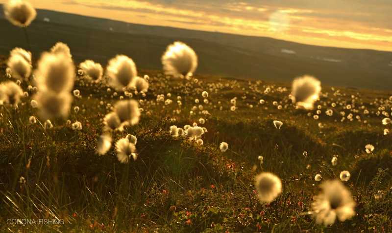 Tam gdzie zaczynają się strumienie.